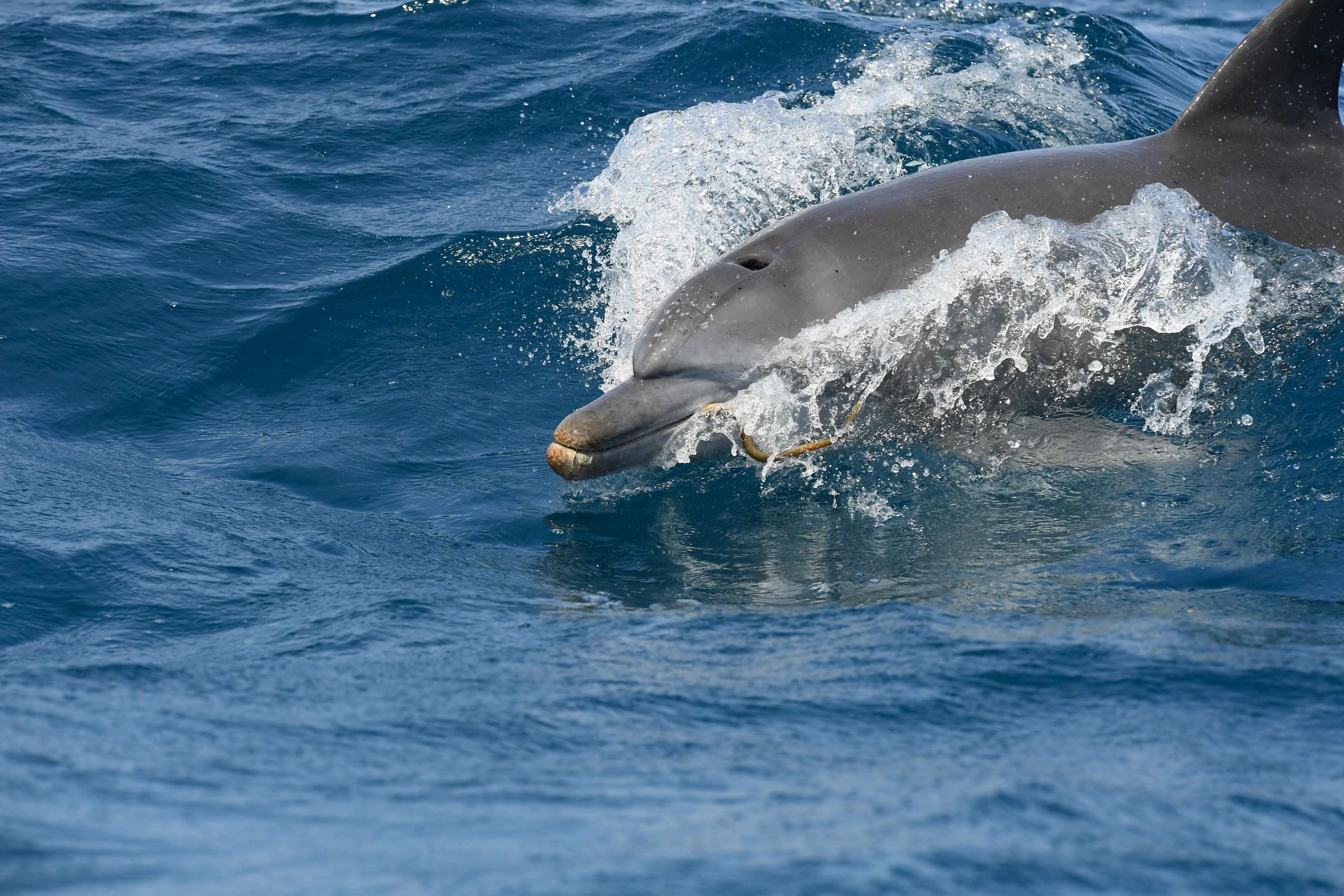 Kisite-Mpunguti Marine Park